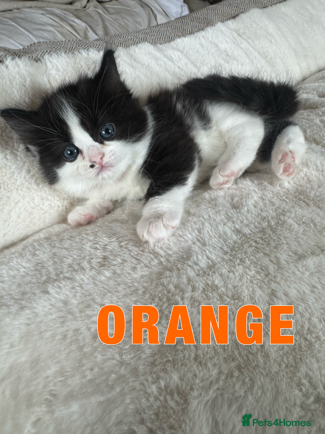 Ragdoll cats for sale: Ragdoll X kittens - Image 5