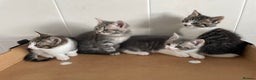 Mixed Breed cats for sale: Beautiful Tabby Kittens  - Advert 5