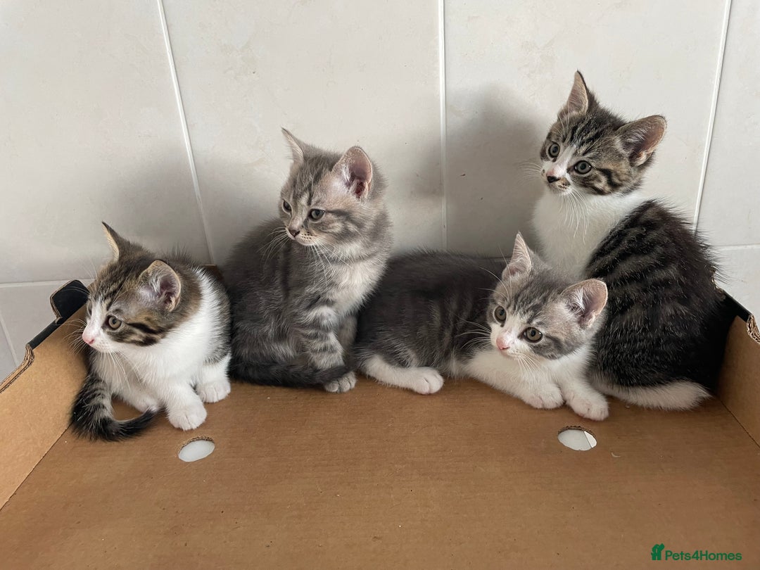 Mixed Breed cats for sale: Beautiful Tabby Kittens  - Advert 5