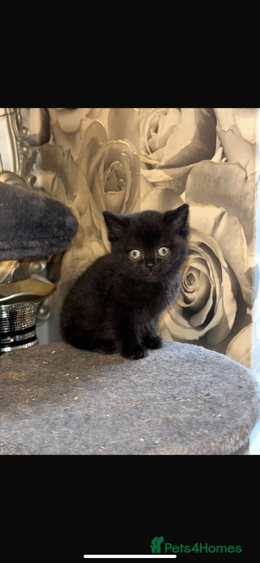 British Shorthair cats for sale: Adorable purebreed British shorthair kittens  - Advert 1