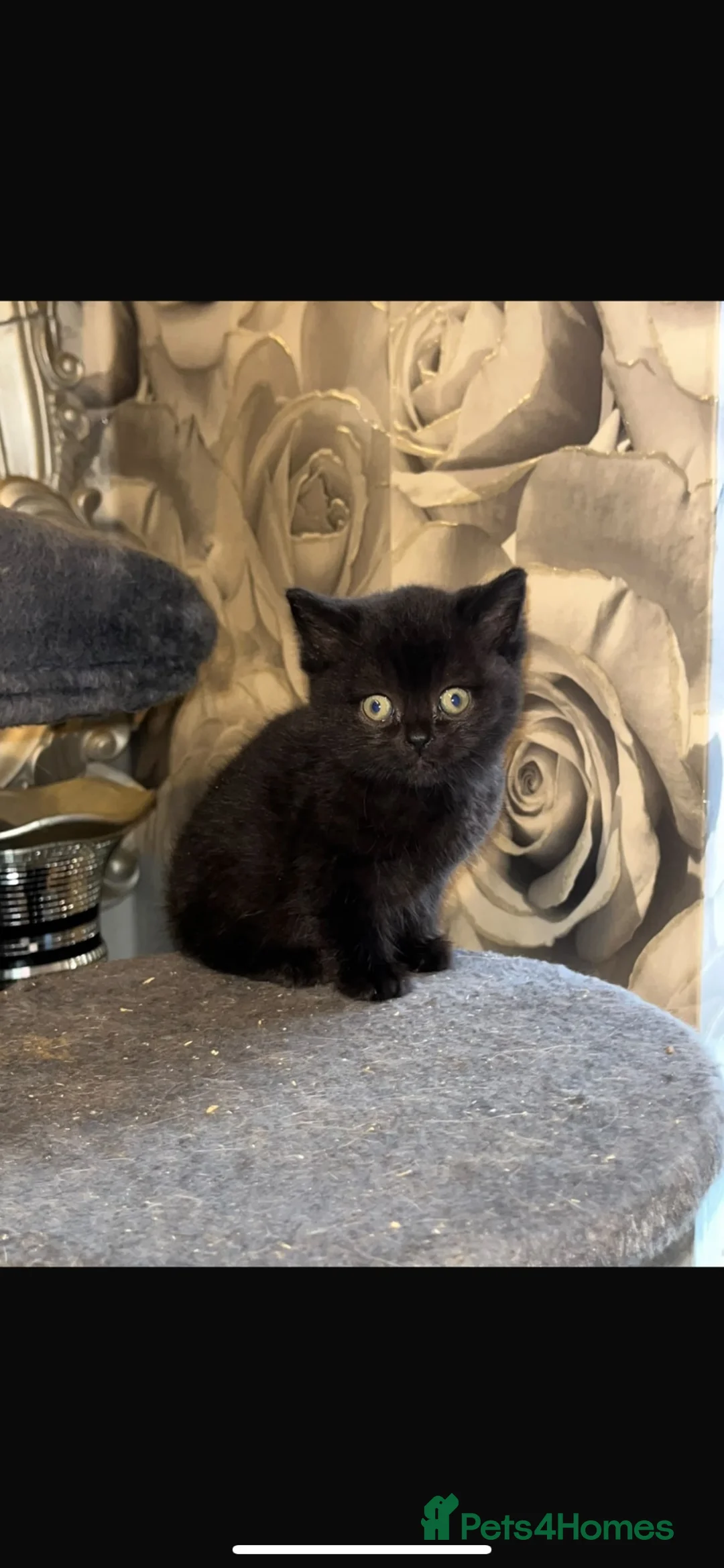 British Shorthair cats for sale: Adorable purebreed British shorthair kittens  - Advert 1