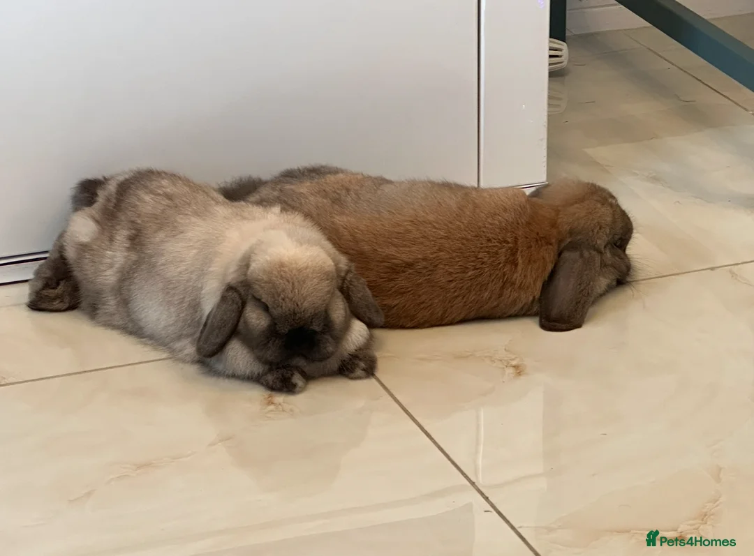 Mini Lop rabbits for sale: 2 beautiful bunny for FREE looking for new home  in London - Advert 7