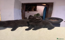 British Shorthair cats for sale: Black British Shorthair Kittens - Image 3