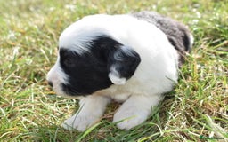 Old English Sheepdog dogs for sale: Stunning Old English Sheepdog Puppies KC Reg - Image 13
