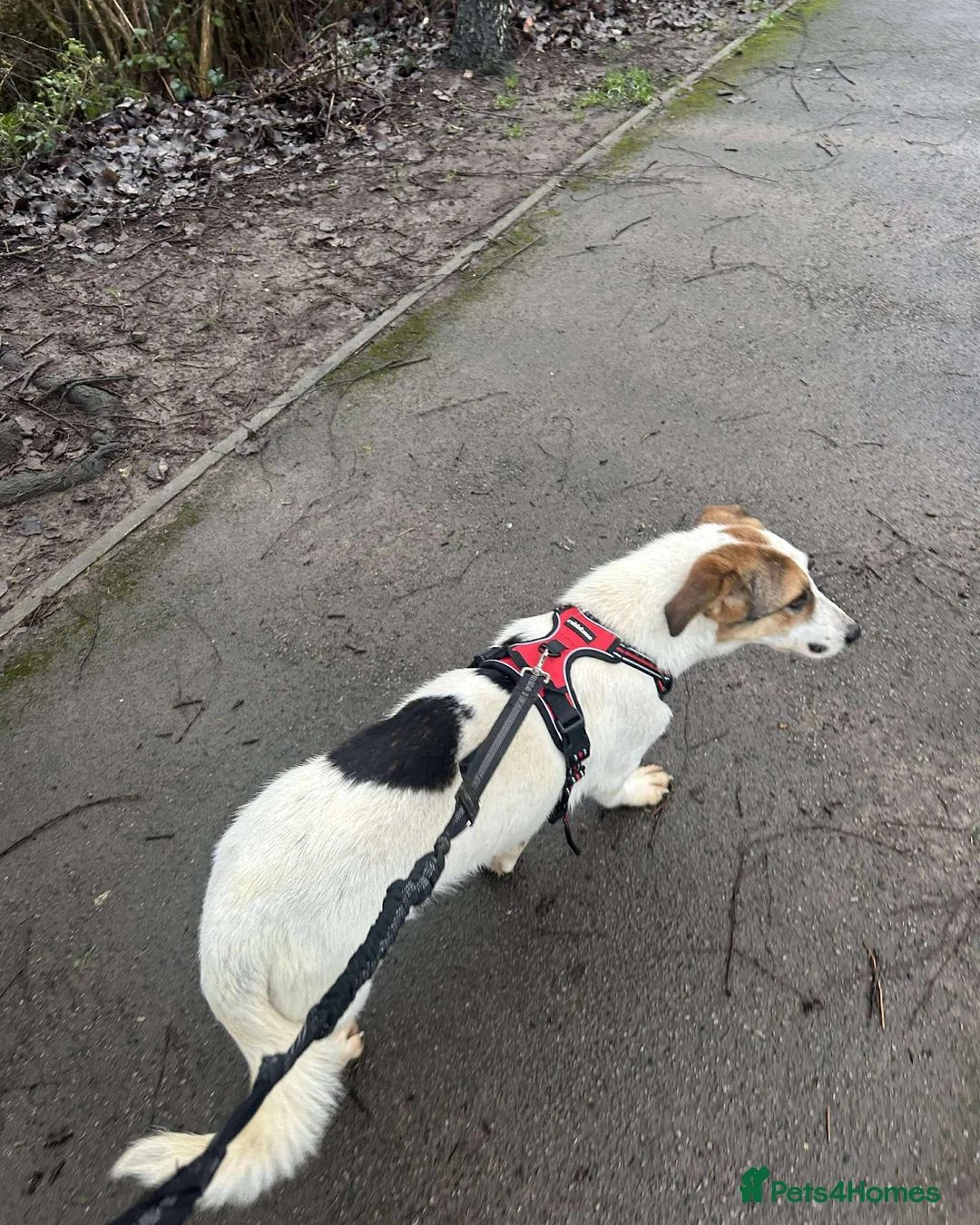 Mixed Breed dogs for adoption: Sweet Savannah - Advert 3