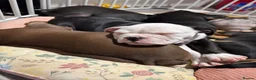 Olde English Bulldogge dogs for sale: Puppies - Advert 3