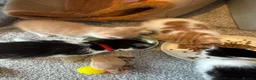 Mixed Breed cats for sale: Kittens - Advert 2