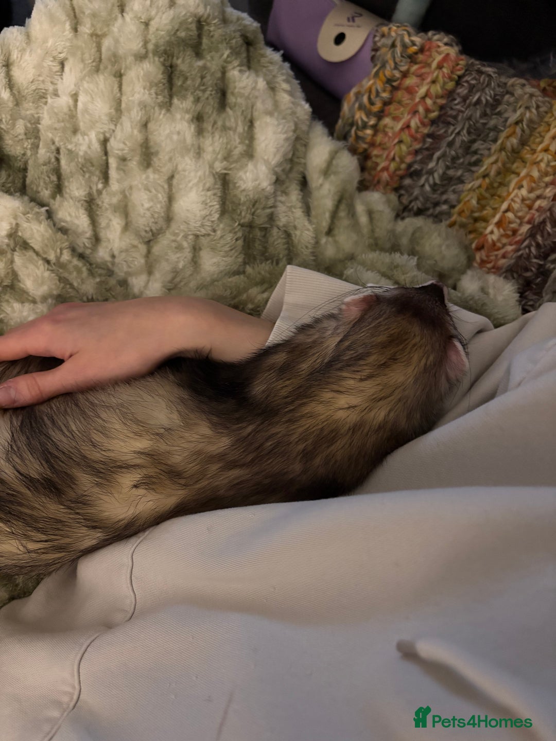 Ferret rodents for sale: 5-Month-Old Male Ferret with Full Setup  - Advert 8