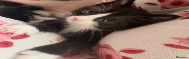 🖤🤍 KITTEN 7 — FELIX