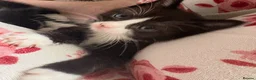 Ragdoll cats for sale: Ragdoll x Domestic Tortoiseshell Shorthair Kittens - Advert 4
