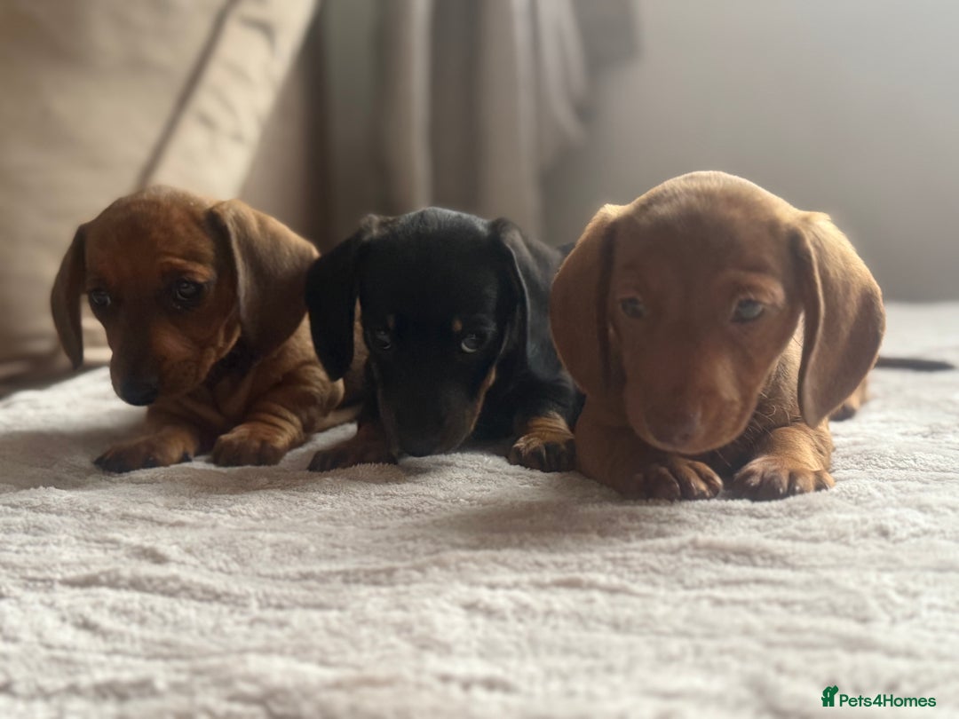 Miniature Dachshund dogs for sale: Two Adorable Girls Looking For Families  - Image 2