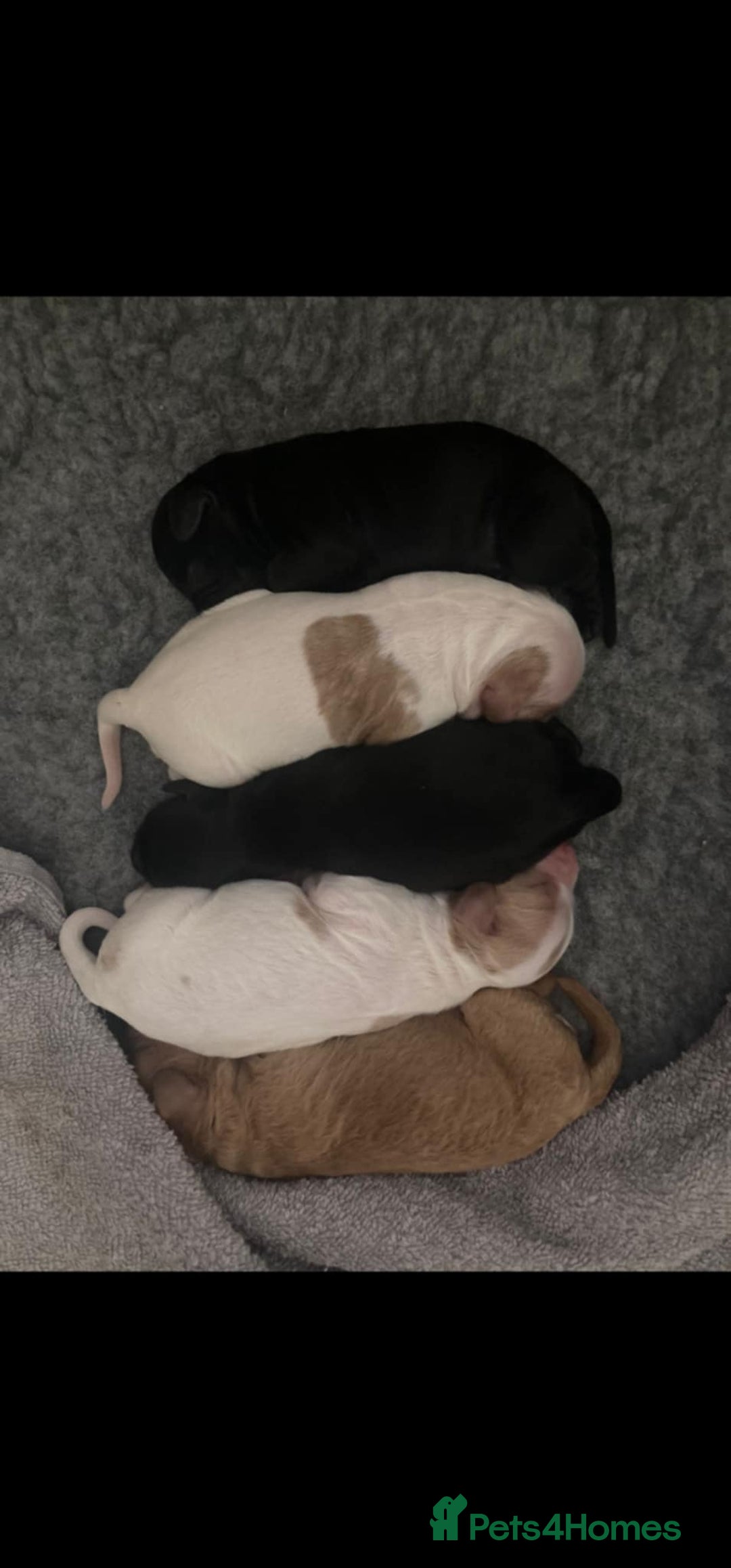 Cavapoo dogs for sale: Male cavapoo - Image 2