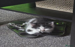 Mixed Breed cats for sale: Kitten  - Image 2