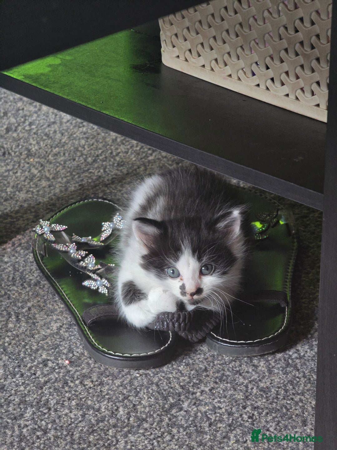 Mixed Breed cats for sale: Kitten  - Image 2