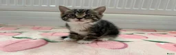 Mixed Breed cats for sale: 4 kittens boy and girl - Advert 6