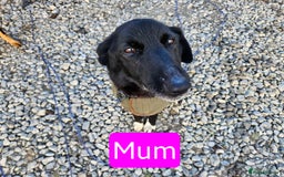 Mixed Breed dogs for sale: Girl TRI- due to unforseen circumstances - Image 5