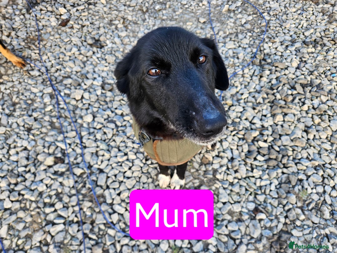 Mixed Breed dogs for sale: Girl TRI- due to unforseen circumstances - Image 5