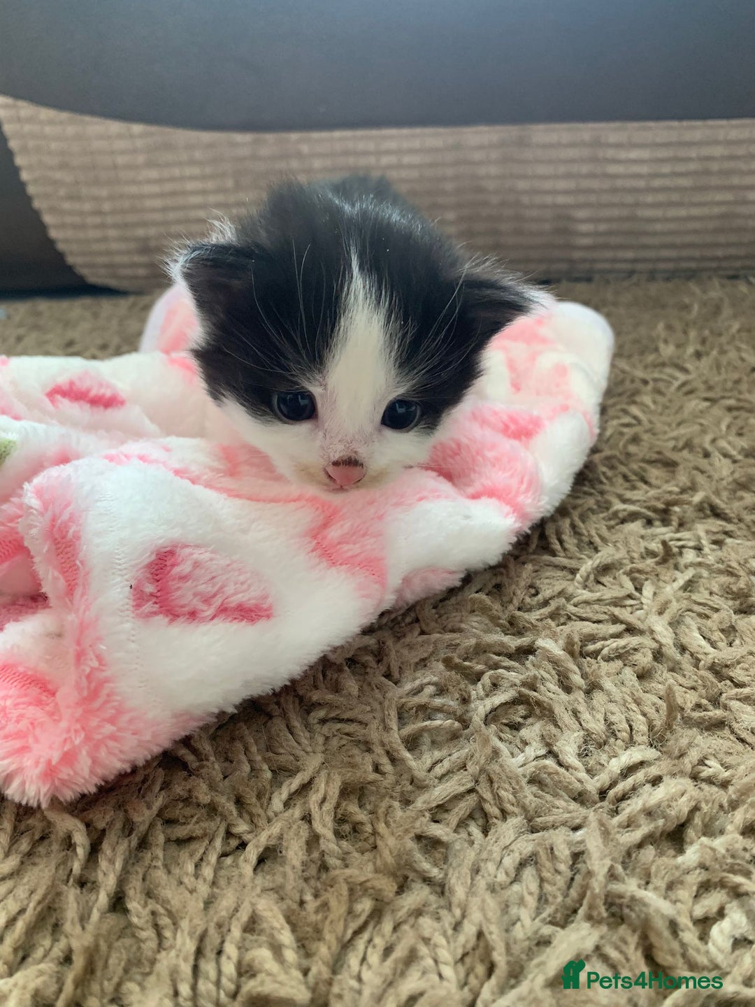 British Longhair cats for sale: Kittens for sale - Image 4