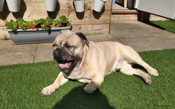 French Bulldog dogs for sale: French Bulldog Purebred KC Reg - Image 2