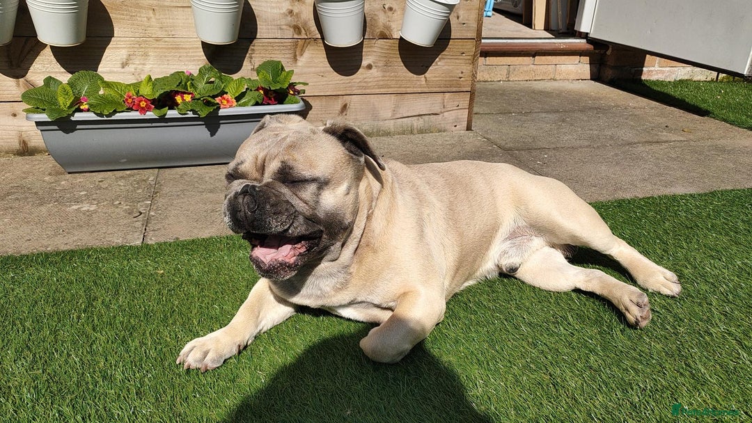 French Bulldog dogs for sale: French Bulldog Purebred KC Reg - Image 2