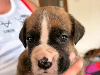 Boxer dogs 9 Beautiful Boxer Puppies - Advert 1