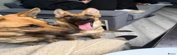 German Shepherd dogs for sale: One brown german shepherd female puppy - Advert 4
