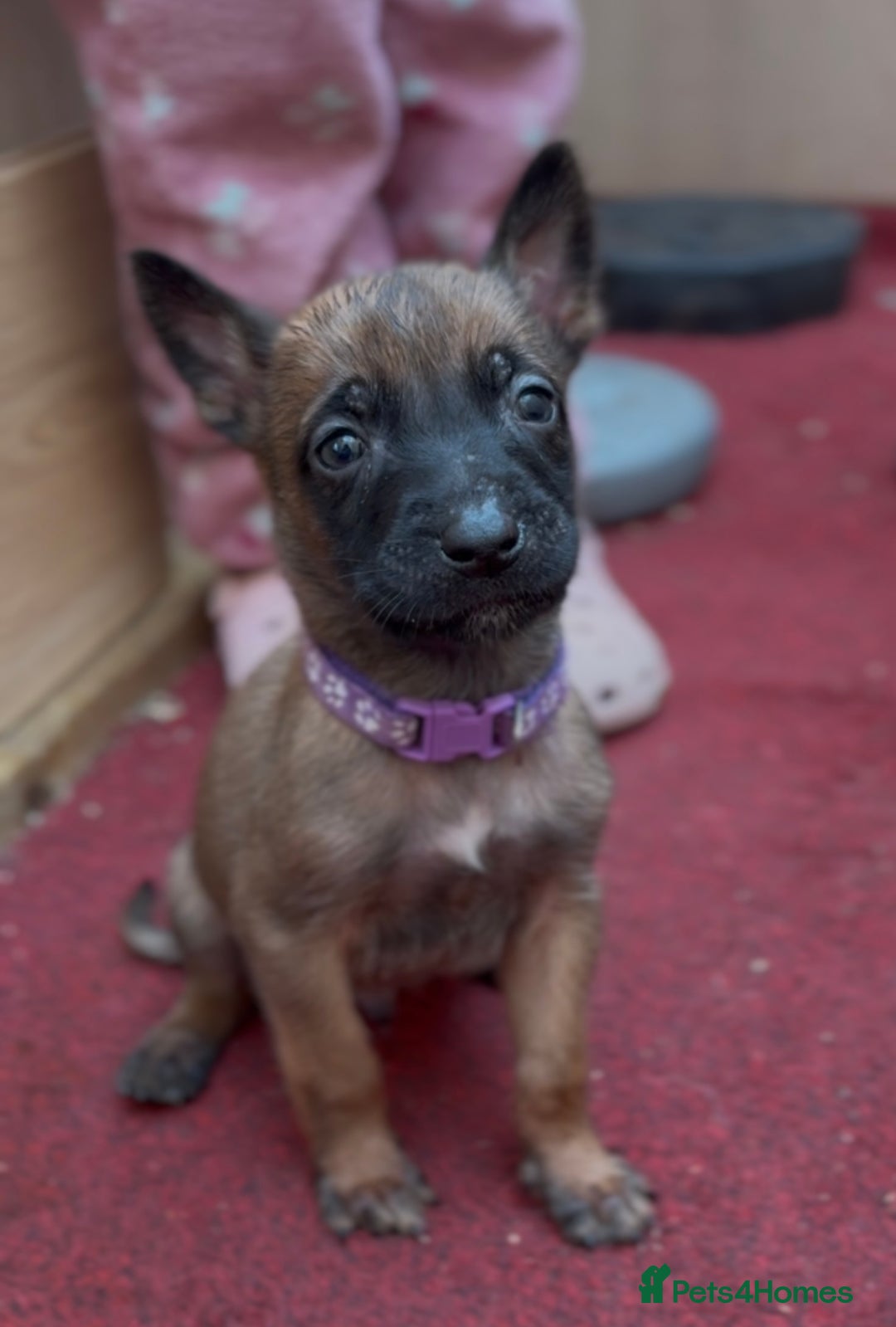 Mixed Breed dogs for sale: Dutch Malinois Puppies- Ready 13/12/2025 - Advert 8