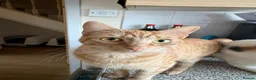 Mixed Breed cats for sale: Beautiful Babies  in Ongar - Advert 2