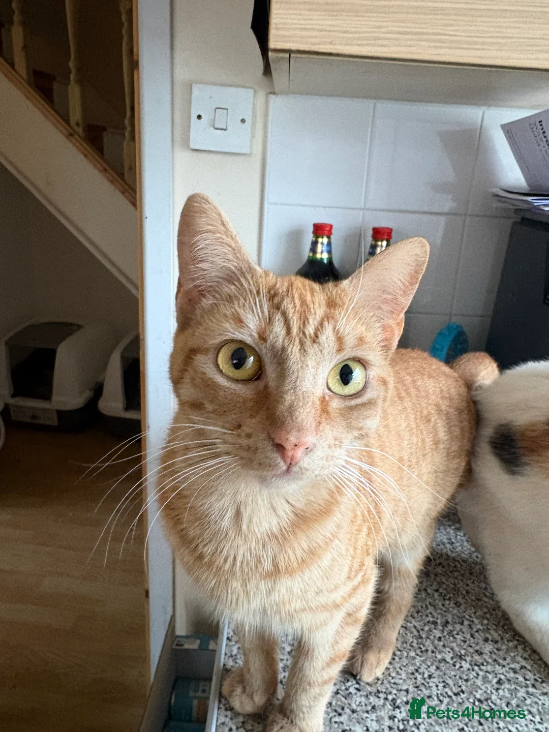 Mixed Breed cats for sale: Beautiful Babies  in Ongar - Advert 2