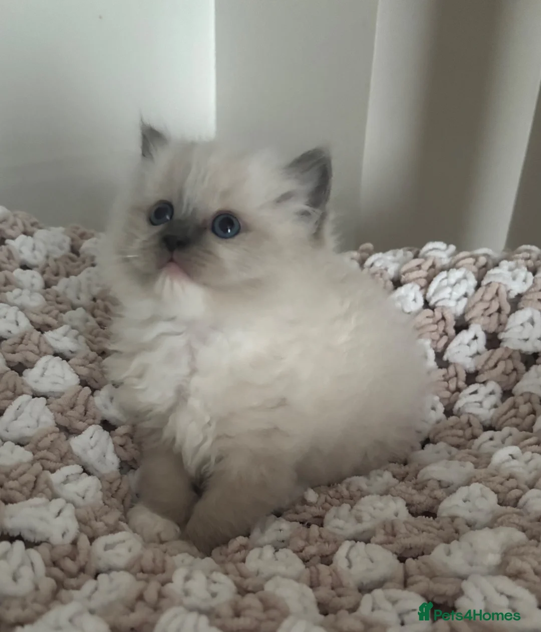 Ragdoll cats for sale: Gorgeous Blue  gccf kittens available 💜💜💜 - Advert 2