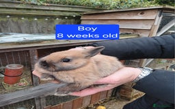 Netherland Dwarf rabbits for sale: Netherlands dwarf rabbits  - Advert 9
