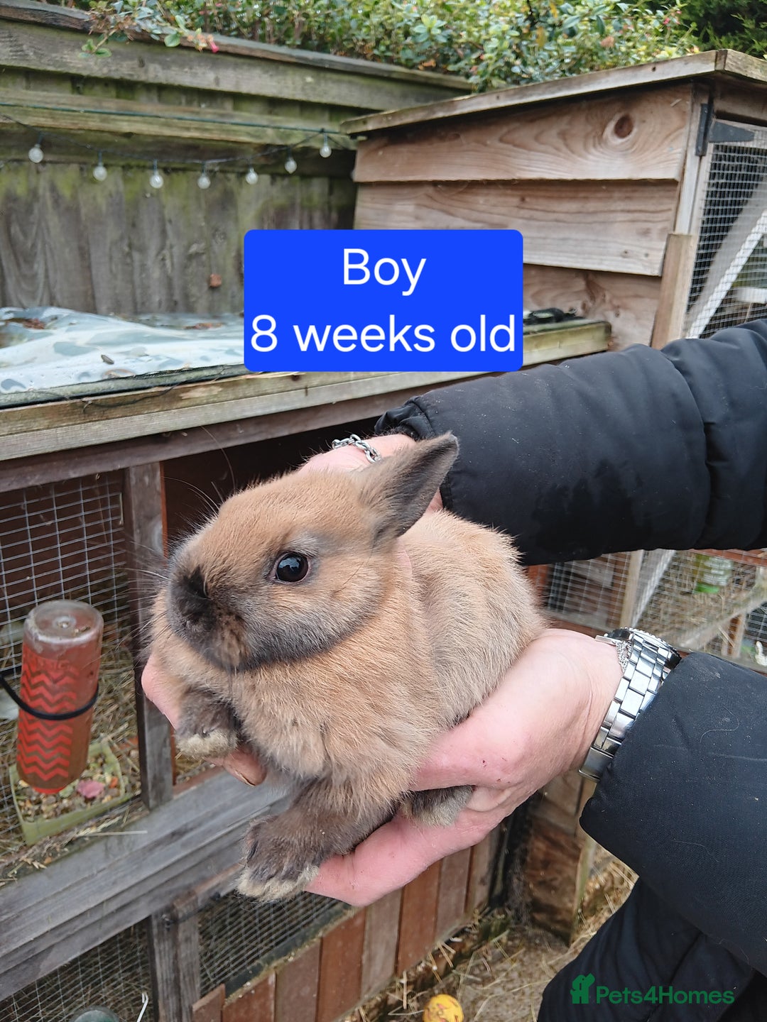 Netherland Dwarf rabbits for sale: Netherlands dwarf rabbits  - Advert 9