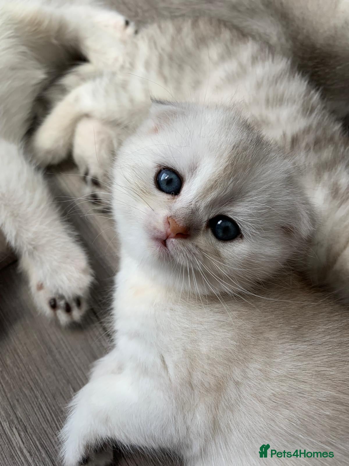 Scottish Fold cats Adorable Scottish Fold & Straight Kittens - Advert 2