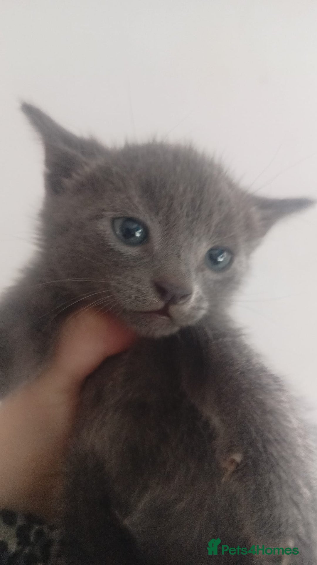Bengal cats for sale: READY NOW 1 kitten left - Image 5