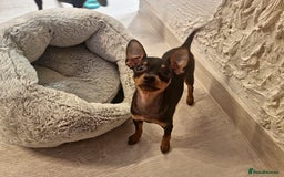 Miniature Pinscher dogs for sale: Prazsky krysarik (miniature pinscher) - Advert 6