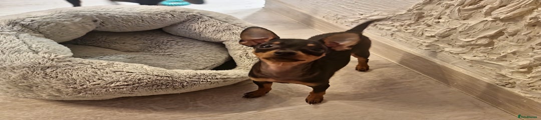 Miniature Pinscher Puppy 1