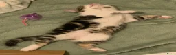 Domestic Shorthair cats for sale: Sweet & Playful Girls ready 8th Oct - Advert 3