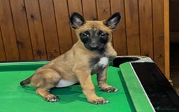 Belgian Shepherd Dog dogs for sale: Belgian Malinois Puppies  - Image 16