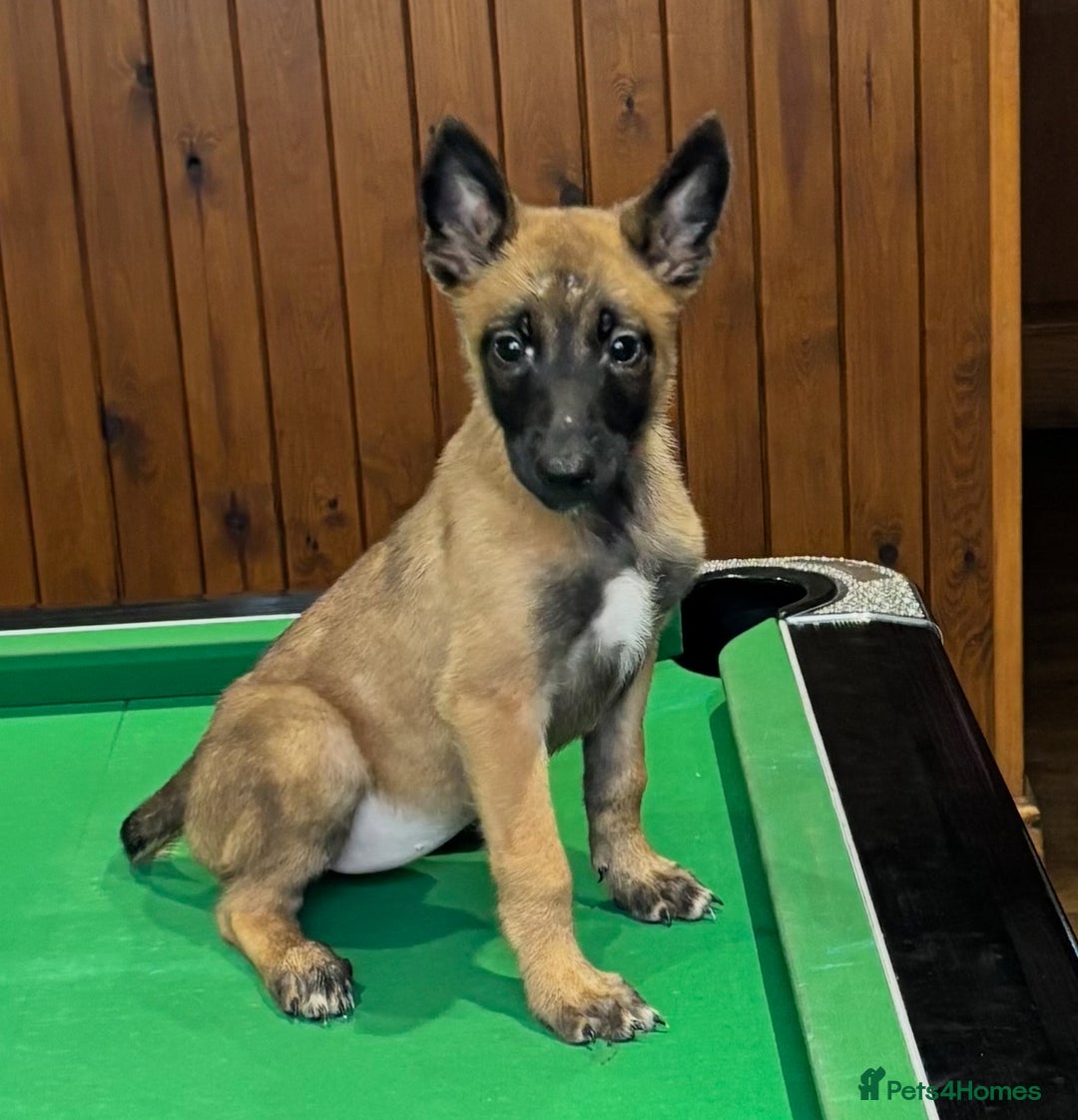 Belgian Shepherd Dog dogs for sale: Belgian Malinois Puppies  - Image 16