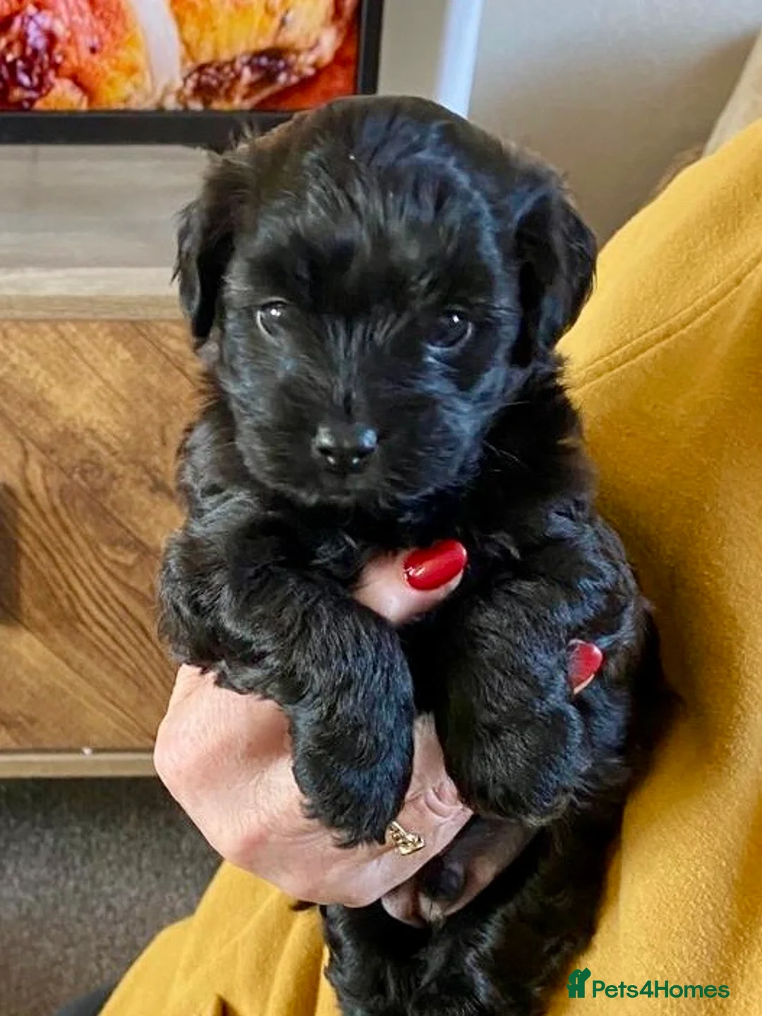 Jackapoo dogs for sale: Male Jackapoo  - Advert 1