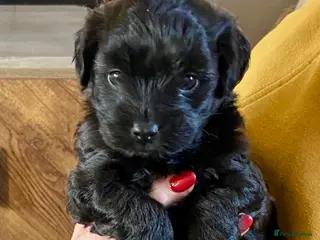 Jackapoo dogs Male Jackapoo - Advert 2