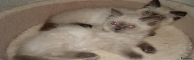 Ragdoll 3