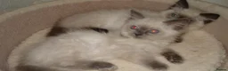 Ragdoll cats for sale: Lilac & Chocolate Kittens - Advert 4