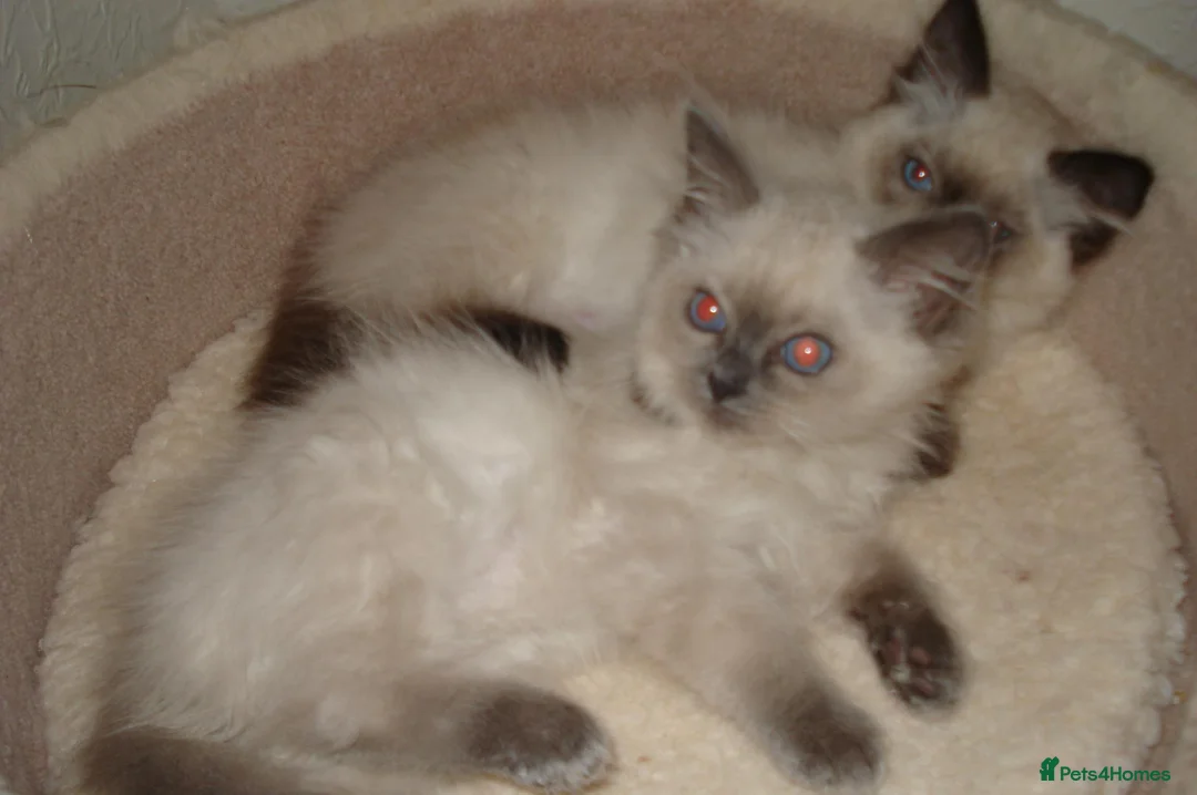 Ragdoll cats for sale: Lilac & Chocolate Kittens - Advert 4