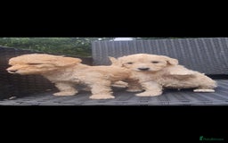 Mixed Breed dogs for sale: Ready now! Labradoodle pups - Image 4
