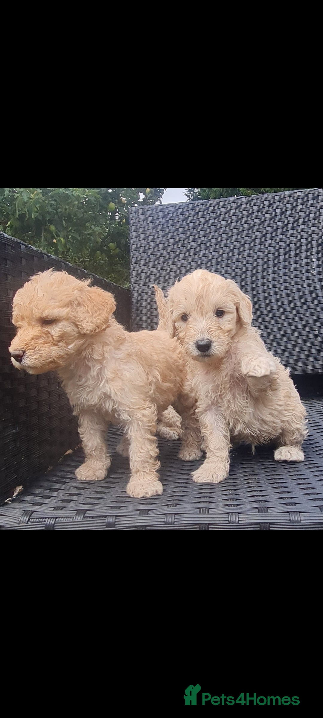 Mixed Breed dogs for sale: Ready now! Labradoodle pups - Image 4
