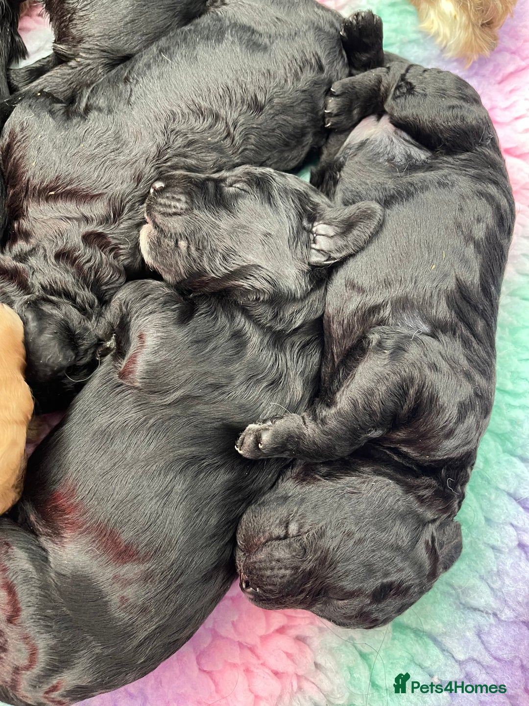 Labradoodle dogs for sale: ⭐️Miniature Multigen Labradoodle Puppies⭐️ - Advert 10