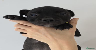 Staffordshire Bull Terrier dogs - Advert 3