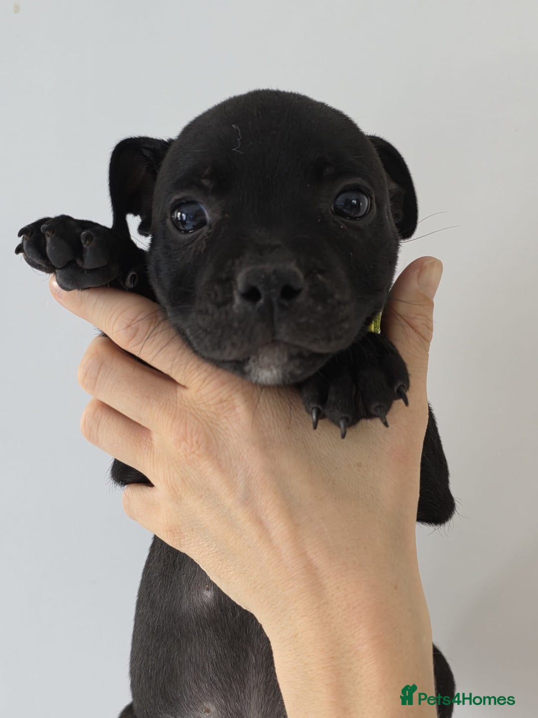 Staffordshire Bull Terrier dogs for sale: 9 Beautiful Black & Blue pups  - Image 3