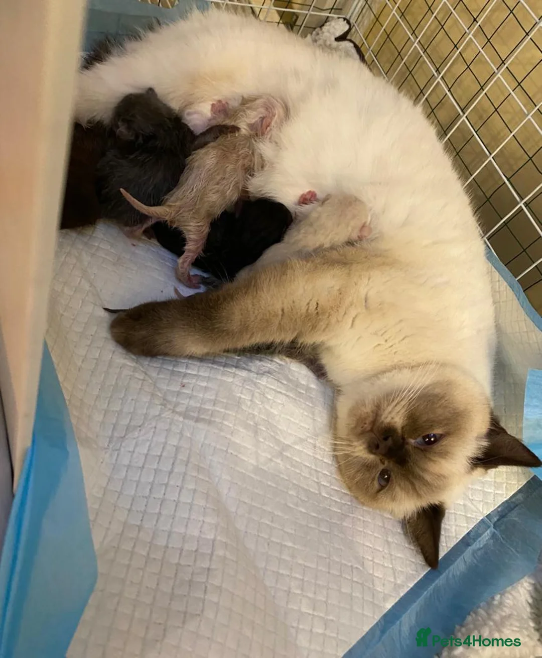 British Shorthair cats for stud: GCCF British Shorthair Blue&Chocolate Champions - Advert 17